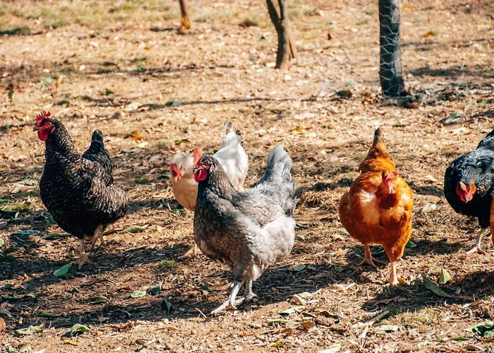 Just Like - Casa Do Rosmaninho