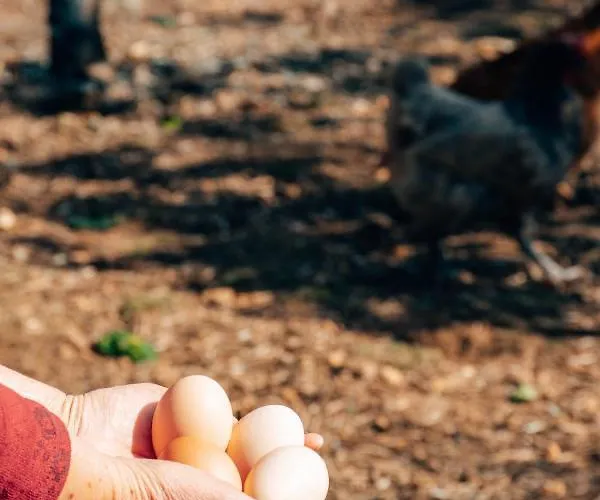 Just Like - Casa Do Rosmaninho