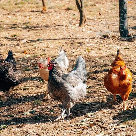 Just Like - Casa Do Rosmaninho