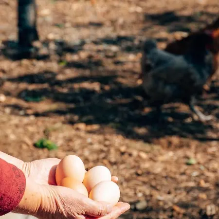 Just Like - Casa Do Rosmaninho